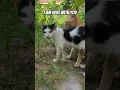 You're not alone🐾🐾 #catshorts #cat #catlovers