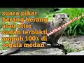 Download Lagu suara pikat berang berang  memanggil temanya