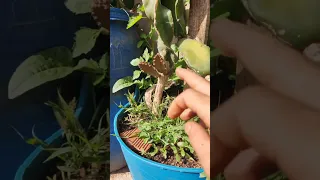 طريقة تسميد الفاكهة درجو فروت    تسميد صحيح     زراعة الأسطح دندنها