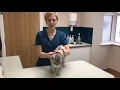 How to apply a spot on cat worming treatment