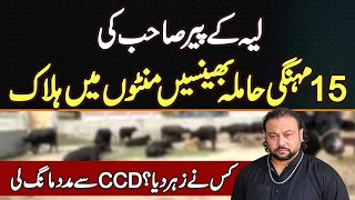 Layyah Ke Pir Tasawar Shah Ki 15 Bhainson Ko Kisi Ne Zehar De Kar Maar Dala - CCD Se Help Mang Li