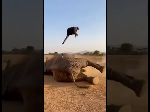 코끼리선수의 ko패배?! #animals