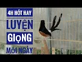 Download Lagu Chòe lửa hót hay❣ file 4h để luyện giọng mỗi ngày❣ murai batu ❣ บินหลาดง ❣shama