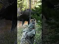 Download Lagu A bull moose grunting with every step is one of those sounds you'll never forget! #bowhunting #moose