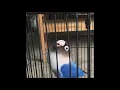 KILO lovebird mangsi Ngekek panjang konslet seperti gledek