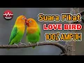 Download Lagu Suara Pikat LOVE BIRD Dijamin Ampuh 100%