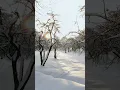 Lagu Morning Sunshine in the cold winter! Sergey Grischuk music #snow #shorts
