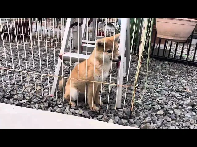 動画