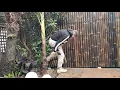 Bunnings Bamboo Fence Panel Installation Melbourne