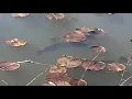 Hunting Giant Northern Snakeheads In DC With No Fishing Gear