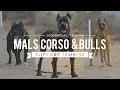 CANE CORSO BELGIAN MALINOIS PIT MIX - ELITE DOG TRAINING