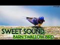 Download Lagu Sweet Sound Barn Swallow Bird | Barn Swallow Bird Call | Swallow Bird Song For Deep Sleep, Relax