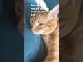 Download Lagu Idk #funny #dontaskmehowididit #cat #jimmy #kitten