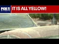 Atlanta s pollen pocalypse is ly here FOX 5 News
