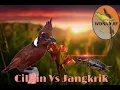 Download Lagu SUARA BURUNG CILILIN VS JANGKRI