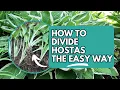 How to Divide Hostas the Easy Way Planting Hostas Hosta Division How to Transplant Hostas