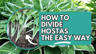 How to Divide Hostas the Easy Way Planting Hostas Hosta Division How to Transplant Hostas