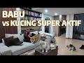 Download Lagu KEHIDUPAN KUCING SUPER AKTIF: Tidur 5 menit, lari-lari 5 jam 🐱💥