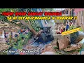 Download Lagu BAHAGINYA EMAK-EMAK MELIHAT POHON MANGGA TETANGGA DI CABUT EXCAVATOR ‼️ UPDATE NORMALISASI KALI APUR