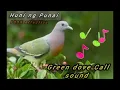 Download Lagu Merpati Hijau Punai CaLL Sound