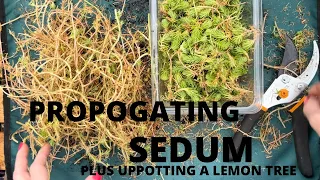 Download Propagating sedum plants 🌱 plus uppotting a lemon tree 🍋 MP3