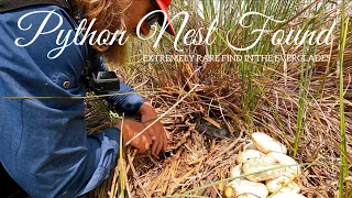 PYTHON NEST FOUND in the Everglades - Adventure Life