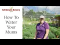 How to Water Your Fall Garden Mums for Long Lasting Blooms