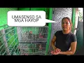 Download Lagu MGA ALAGA KONG HAYOP