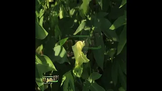 تعال هنقولك ازاي تفرق بين القطن طويل وقصير التيلة 