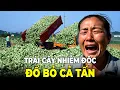 Download Lagu HÀNG TRIỆU TẤN RAU CỦ QUẢ VỨT RÁC, NGƯỜI DÂN TRUNG QUỐC CHỈ BIẾT CẮN RĂNG NHỊN CHỨ KHÔNG DÁM ĂN