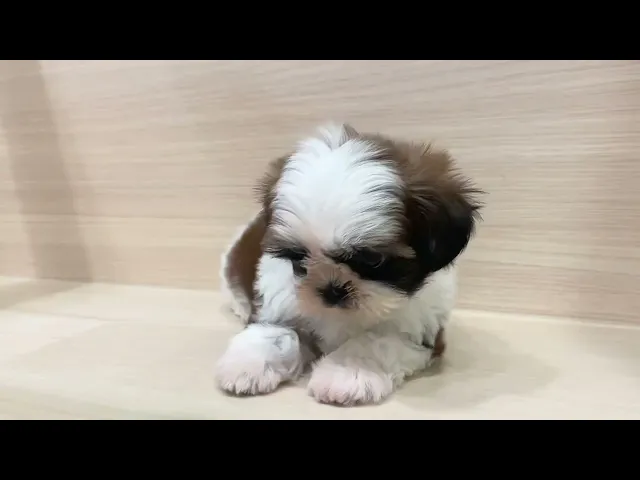 動画