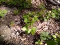 How to Kill Poison Ivy in One Day - Without Poisonous Chemicals