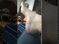 Foot Twitching