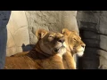 Lion Windows Animated Wallpaper DesktopHut com