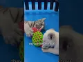 Download Lagu The little lion cub abandoned by its mother found the most precious companion.#shortvideo #lion  Download Lagu The little lion cub abandoned by its mother found the most precious companion.#shortvideo #lion