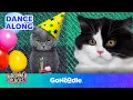 Cat Party Song Songs for Kids Dance Along GoNoodle
