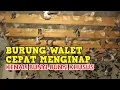 Download Lagu TIPS AGAR BURUNG WALET CEPAT MENGINAP - BEDAKAN SUARA INAP DAN SUARA PANGGIL!