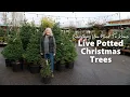 How To Care for Live Potted Christmas Trees