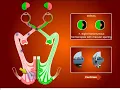 Visual pathways