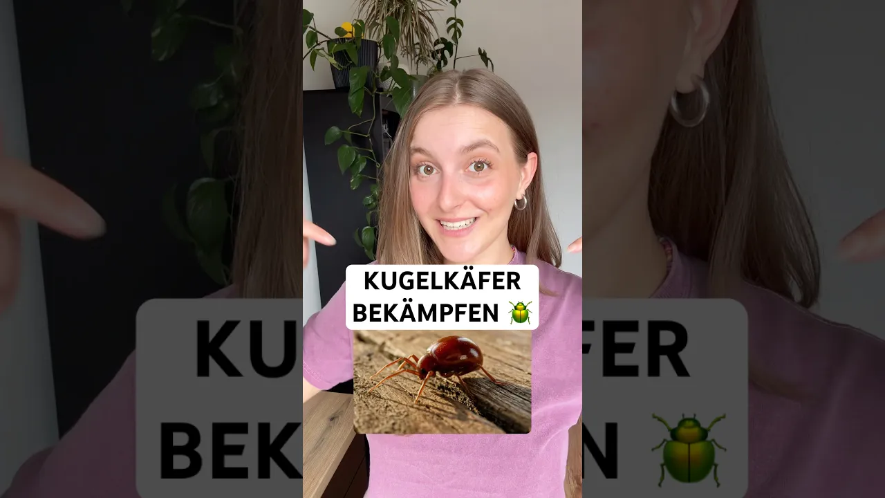 🪲 Kugelkäferbefall erkennen & bekämpfen. Kugelkäfer loswerden mit Silberkraft!
