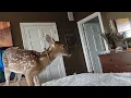 Piper the fawn