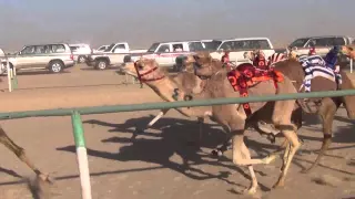 الشوط  الحذره محمد بن حمد الحيمر المري دندنها