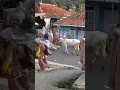 Download Lagu Sapi qurban ngamuk saat sholat ied #sapi #sapilucu #shorts #sapijumbo #qurban #kambing #iduladha