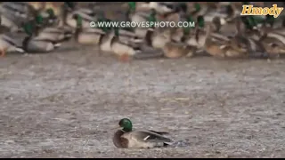 صقر الشاهين   سرعة وقوة الرصاصة دندنها
