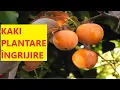 Lagu Cum să cultivi KAKI în România
