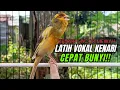 Download Lagu Pancingan Kenari GACOR  Mewah panjang Masteran Kenari PAUD \u0026 agar Kenari diam agar bunyi \u0026 gacor
