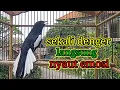 Lagu suara burung kacer ngeplong gacor sangat ampuh buat pancingan kacer bahan bikin cepat gacor