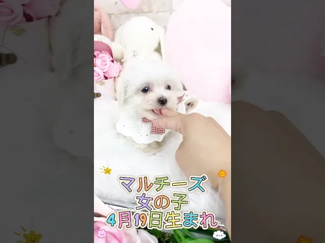 動画