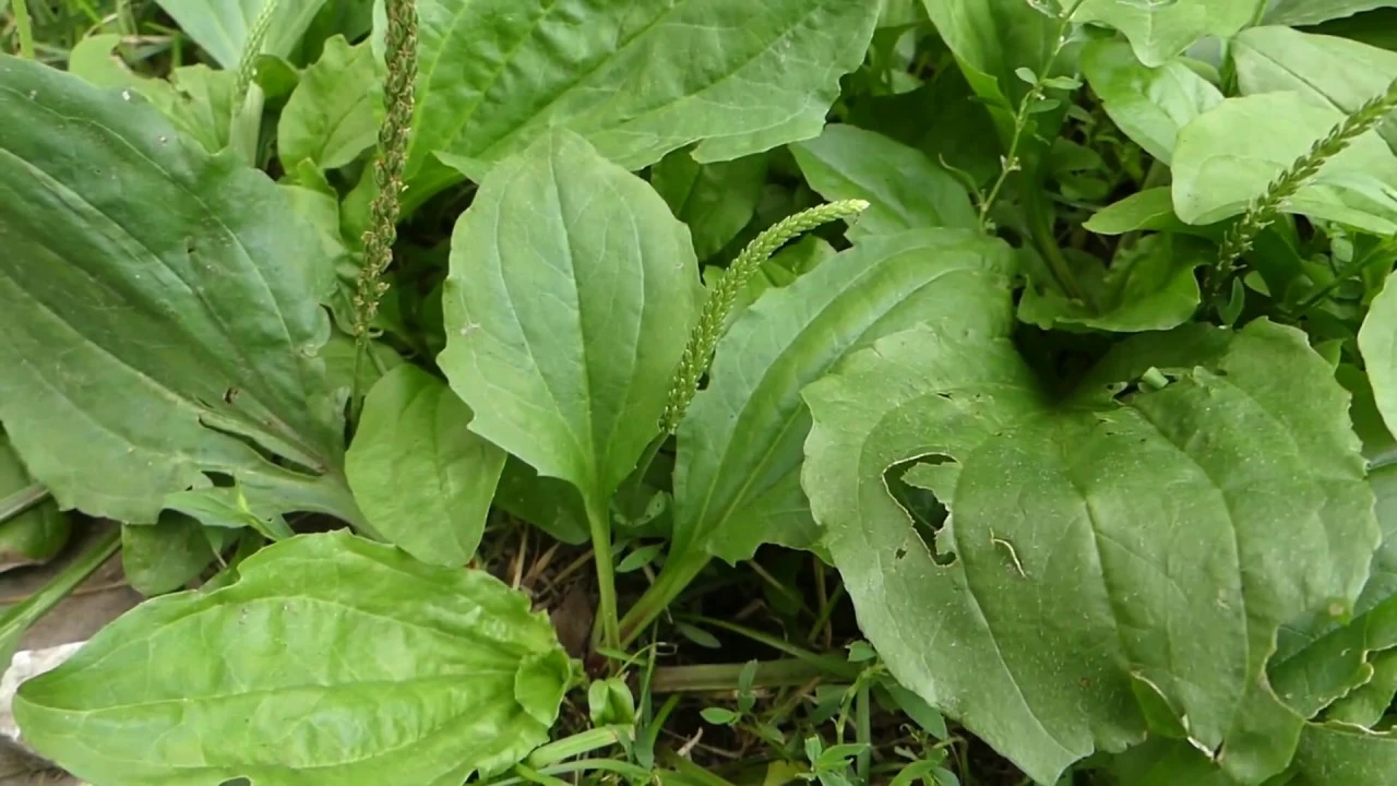 How to Identify Plantain - Broadleaf and Rugel