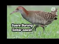 Download Lagu suara burung siantar sawah